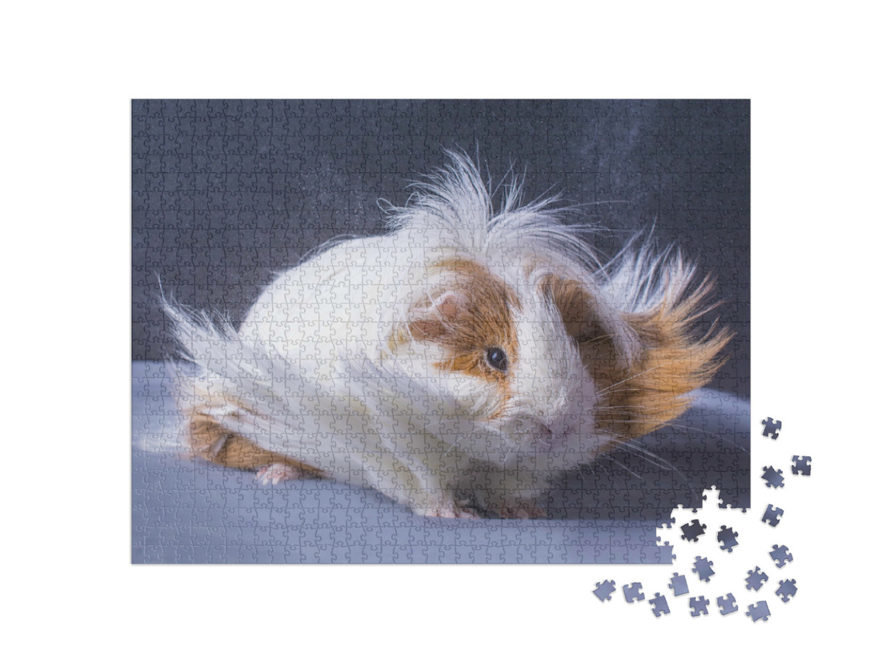 Puzzle 1000 Teile „Meerschweinchen mit langer Haarpracht“