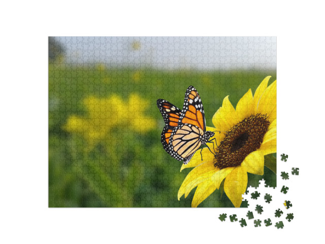 Puzzle 1000 Teile „Monarchfalter auf einer Sonnenblume“