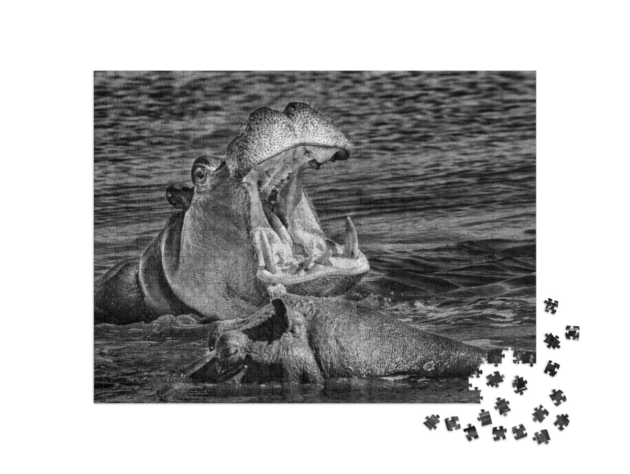 Puzzle 1000 Teile „Nilpferd mit weit aufgerissenem Maul, Okavango-Delta, Botswana“