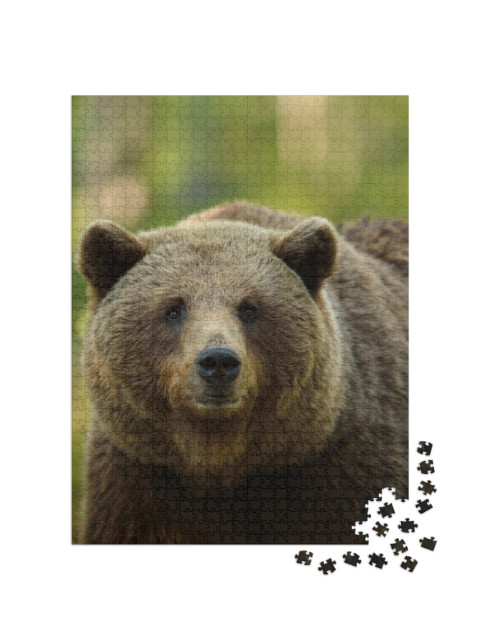 Puzzle 1000 Teile „Der Braunbär im Wald“
