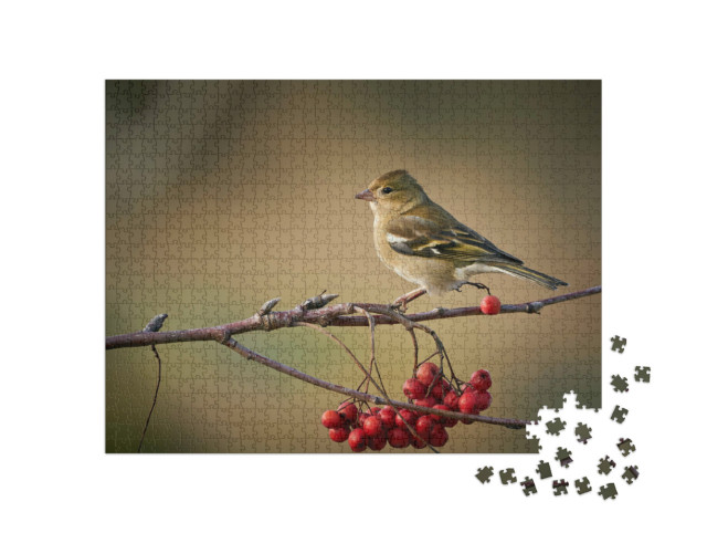 Puzzle 1000 Teile „Buchfink auf einem Zweig mit roten Beeren“