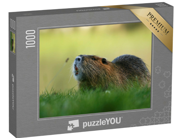 Puzzle 1000 Teile „Ein Coypu Nager im Gras“
