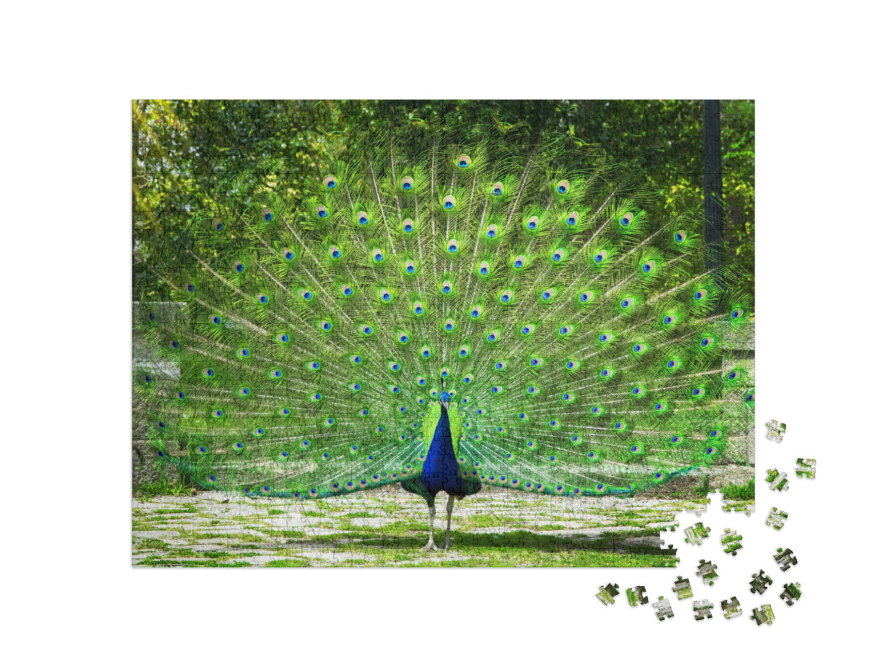 Puzzle 1000 Teile „Pfau zeigt seinen Schwanz“