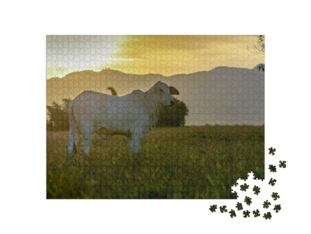 Puzzle 1000 Teile „Nelore-Rind auf der Weide im Sonnenuntergang“