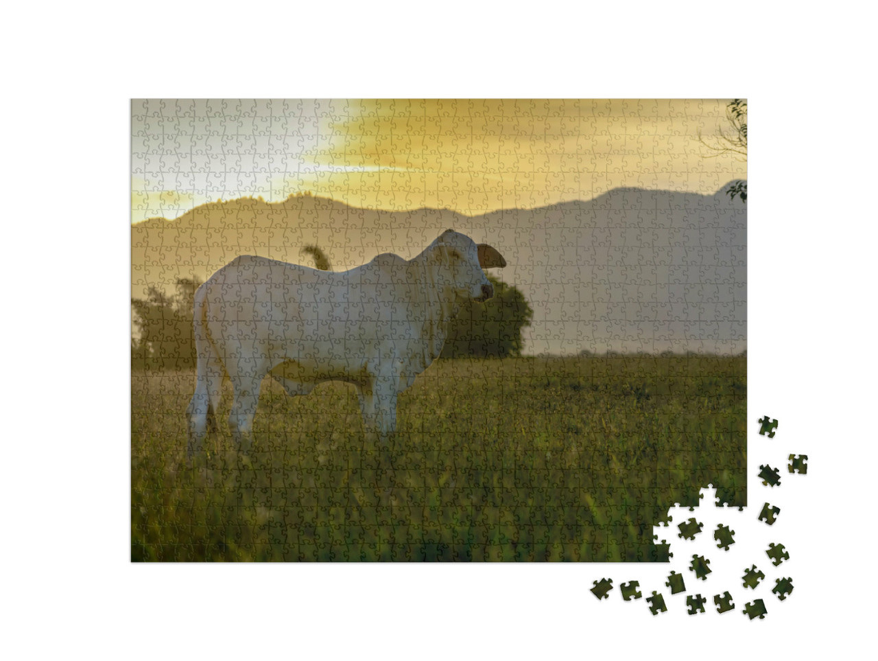 Puzzle 1000 Teile „Nelore-Rind auf der Weide im Sonnenuntergang“