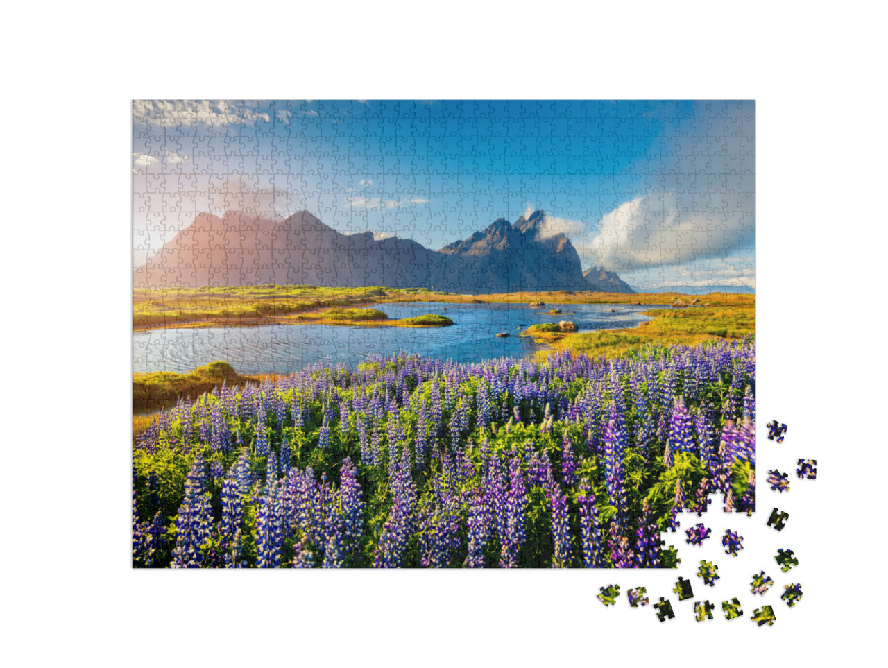 Puzzle 1000 Teile „Blühende Lupinenblüten an der Küste Islands“