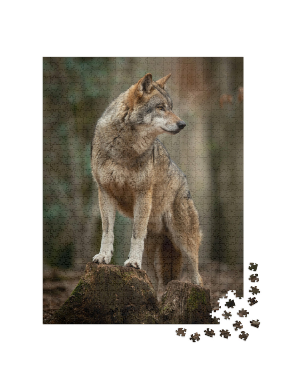 Puzzle 1000 Teile „Grauer Wolf in witternder Pose im Wald“