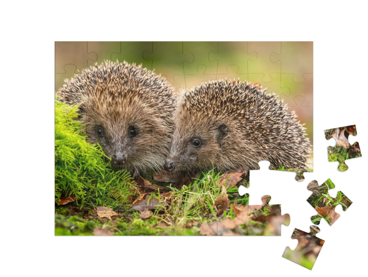 Puzzle 48 Teile „Zwei Igel kuscheln im Moos und Laub“