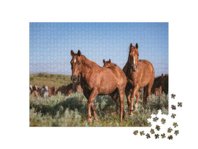 Puzzle 1000 Teile „Herde amerikanischer Quarter Horse Ranch Pferde, Montana“