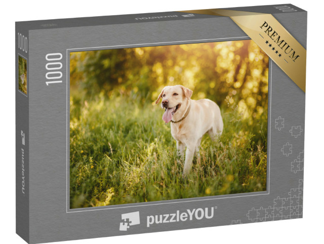 Puzzle 1000 Teile „Labrador Retriever auf einer Wiese“
