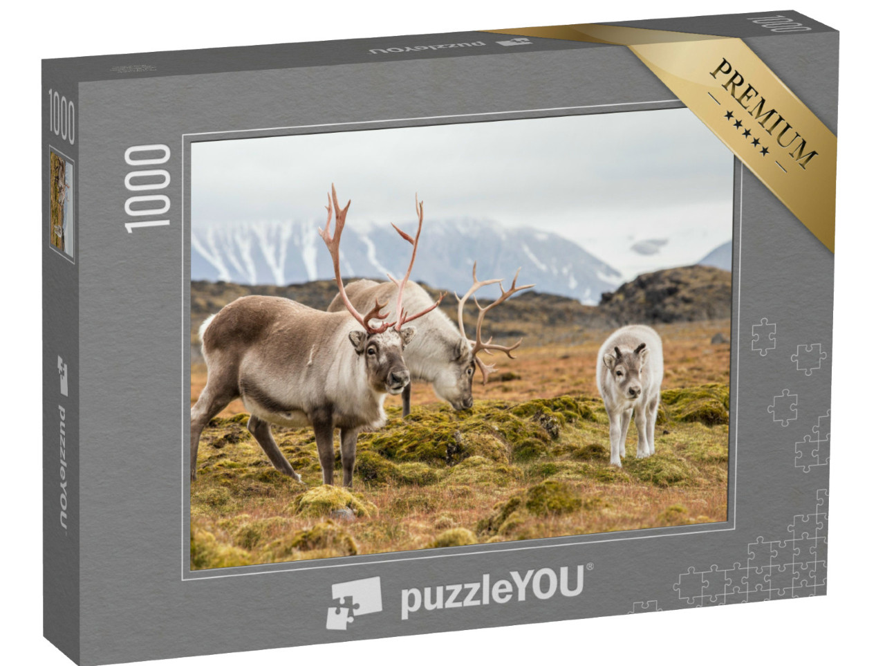Puzzle 1000 Teile „Rentierfamilie beim Grasen, Spitzbergen“