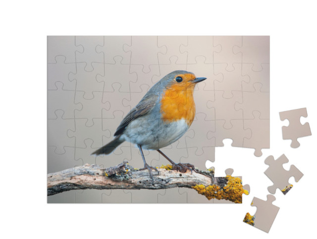 Puzzle 48 Teile „Neugieriges Rotkehlchen“