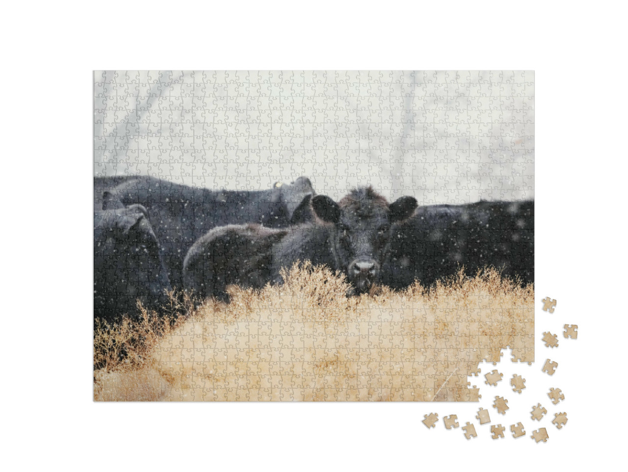 Puzzle 1000 Teile „Black-Angus-Kälber mit einer Kuhherde im Schneegestöber“