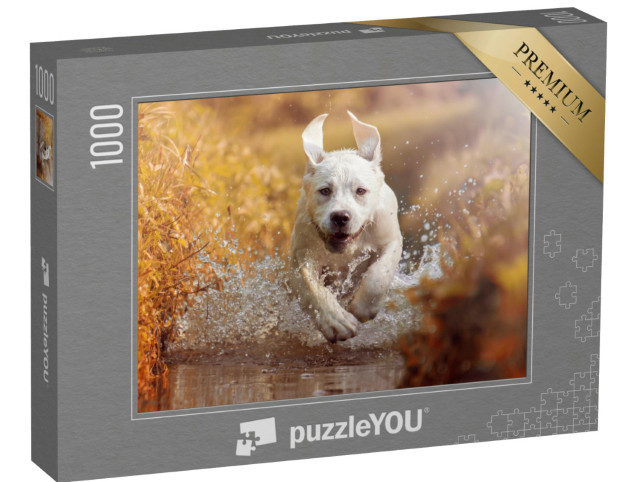 Puzzle 1000 Teile „Junger Labrador beim Spielen im Bach“