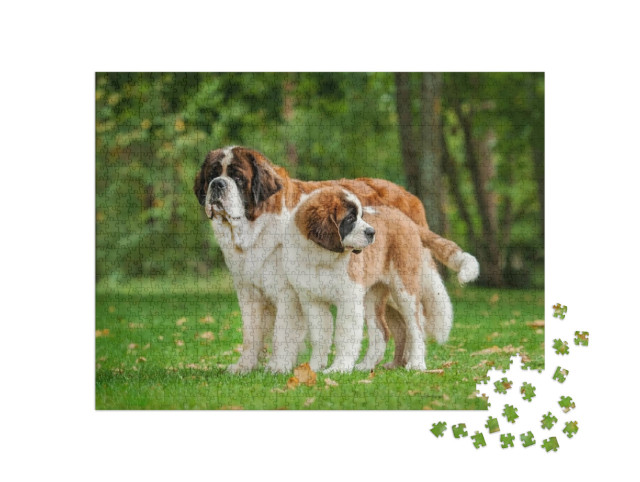 Puzzle 1000 Teile „Zwei Bernhardiner auf dem Rasen“