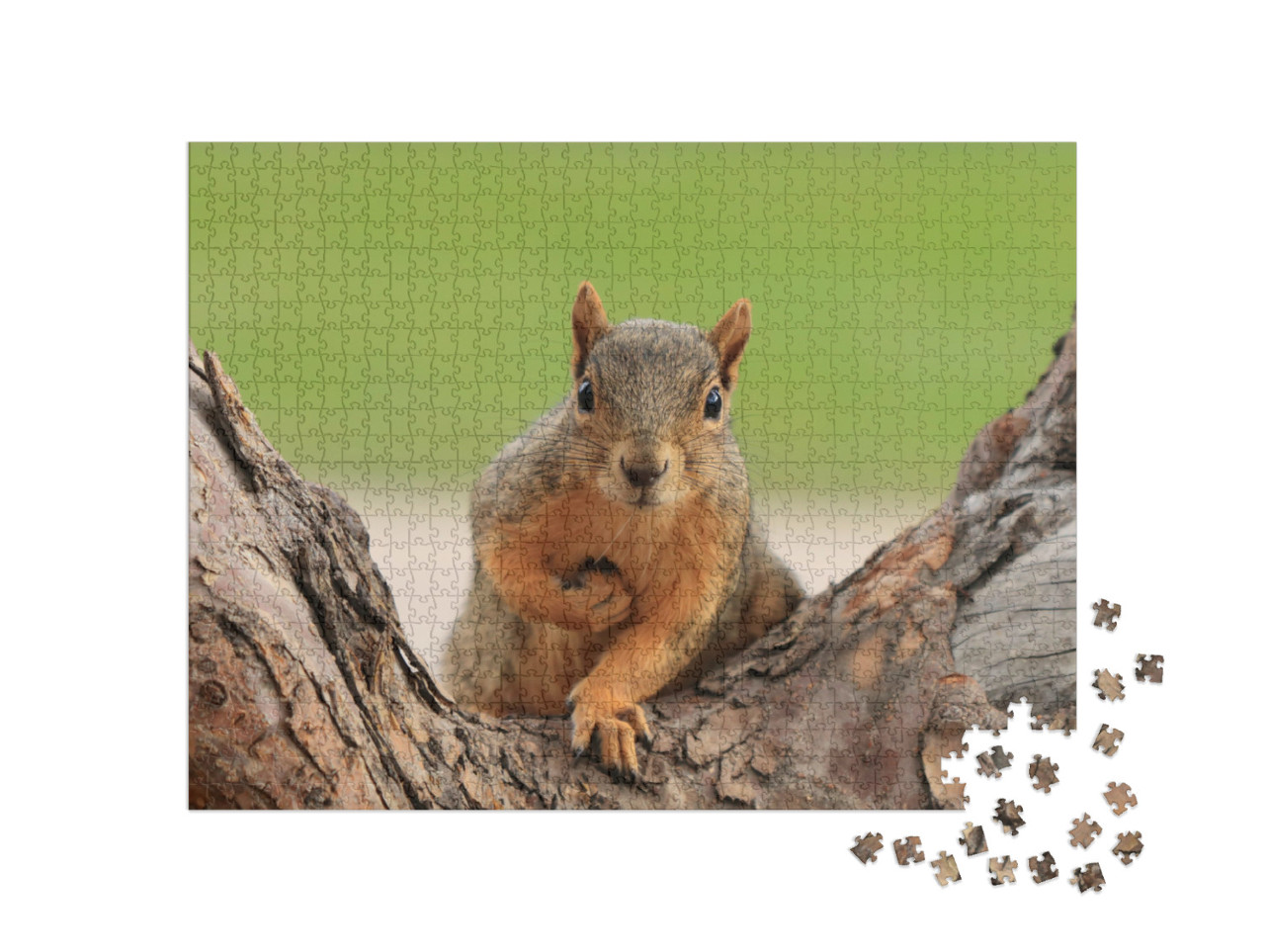 Puzzle 1000 Teile „Porträt eines Fuchshörnchens, Sciurus niger, Denver, Colorado“