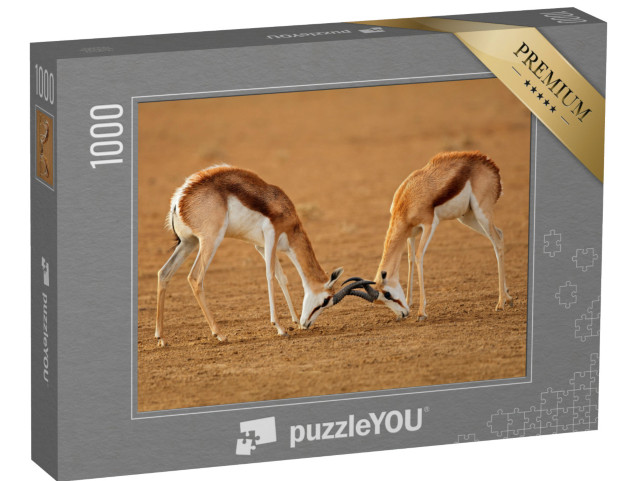 Puzzle 1000 Teile „Zwei männliche Springbockantilopen kämpfen, Kalahari“