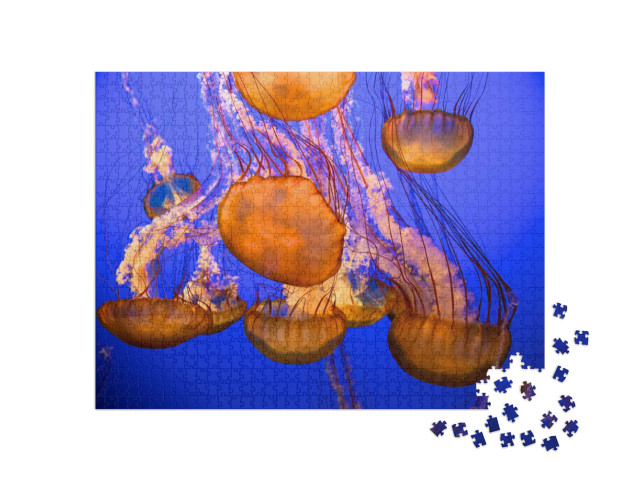 Puzzle 1000 Teile „Quallen vor einem blauen Meereshintergrund“