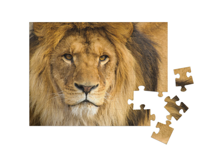 Puzzle 48 Teile „Portrait eines männlichen Löwen“