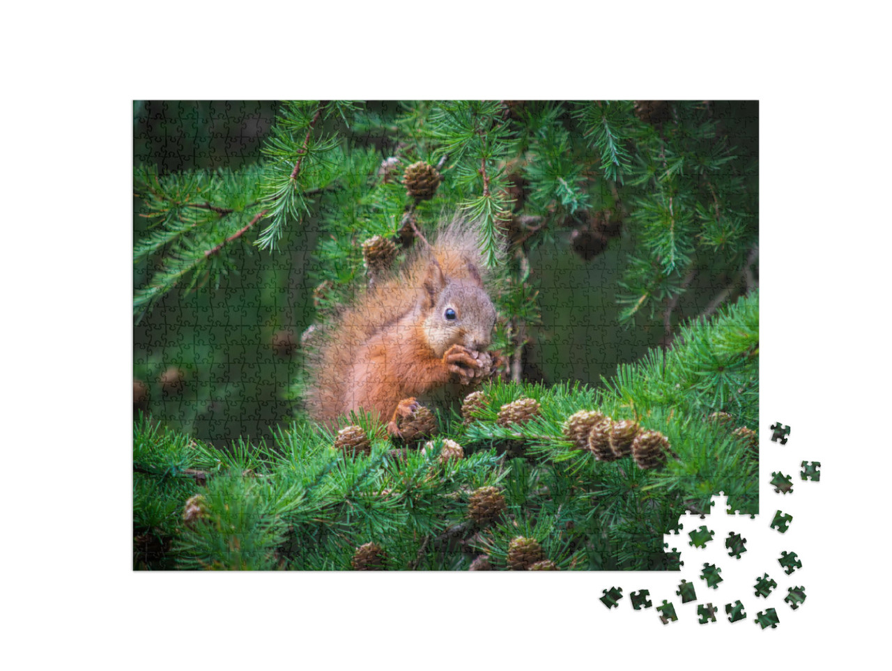 Puzzle 1000 Teile „Das kleine Eichhörnchen im Baum“