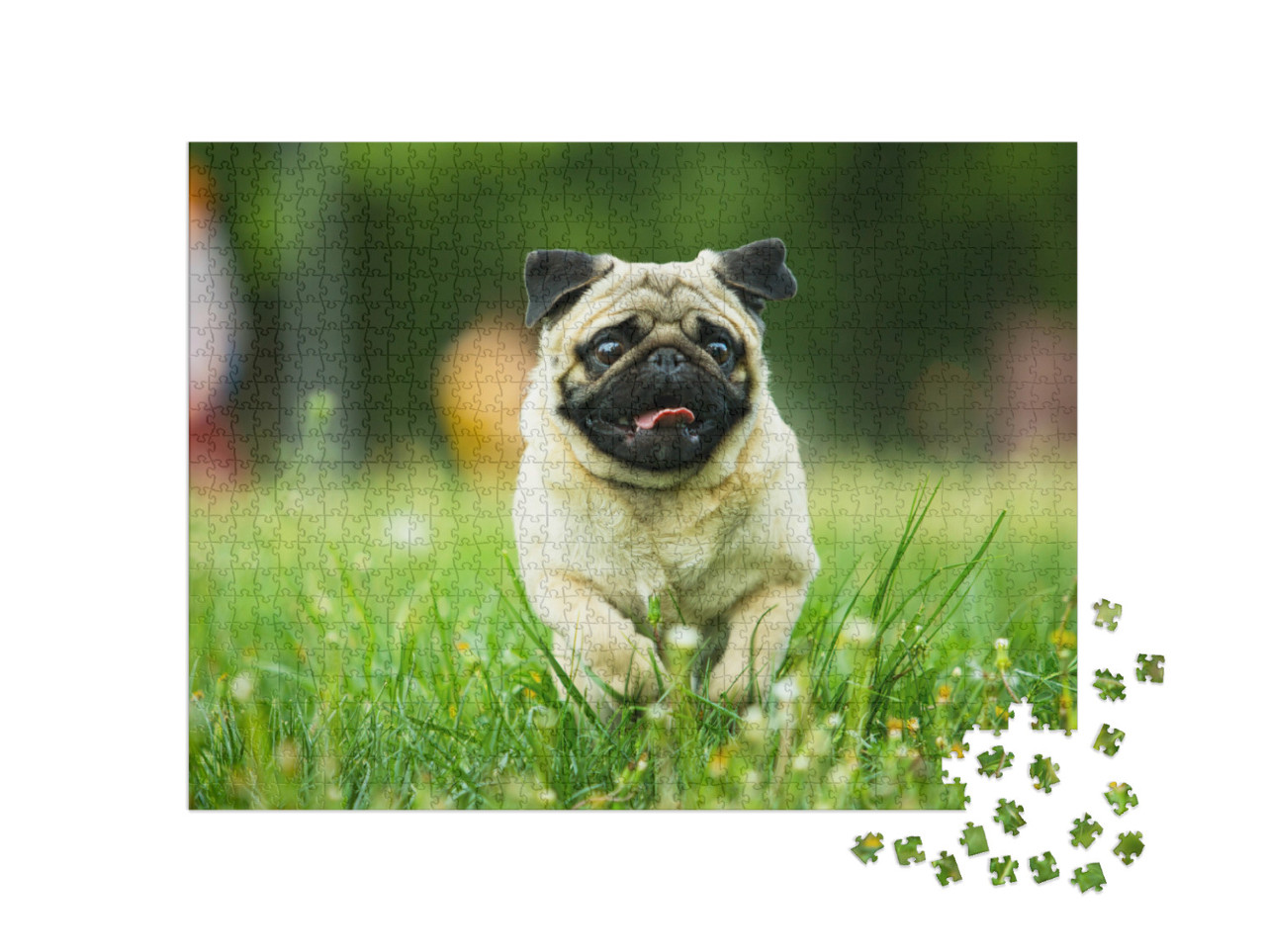 Puzzle 1000 Teile „Mops mit heraushängender Zunge auf einer Wiese“