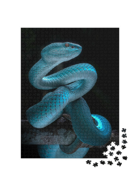 Puzzle 1000 Teile „Giftige Vipernnatter“