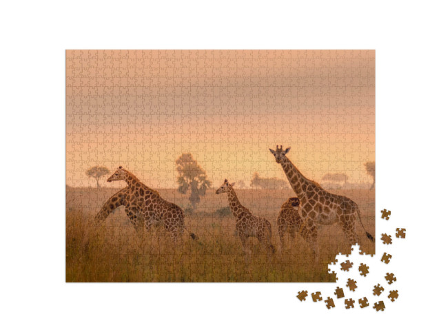 Puzzle 1000 Teile „Rothschild-Giraffen im Sonnenaufgang, Murchison Falls National Park, Uganda“