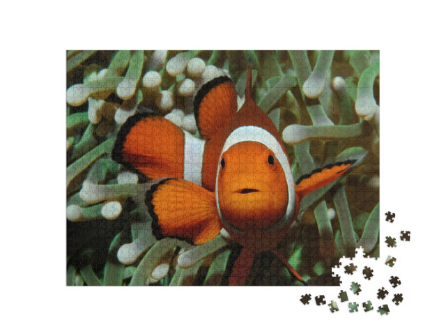 Puzzle 1000 Teile „Amphiprion, Westlicher Clownfisch mit Anemone“