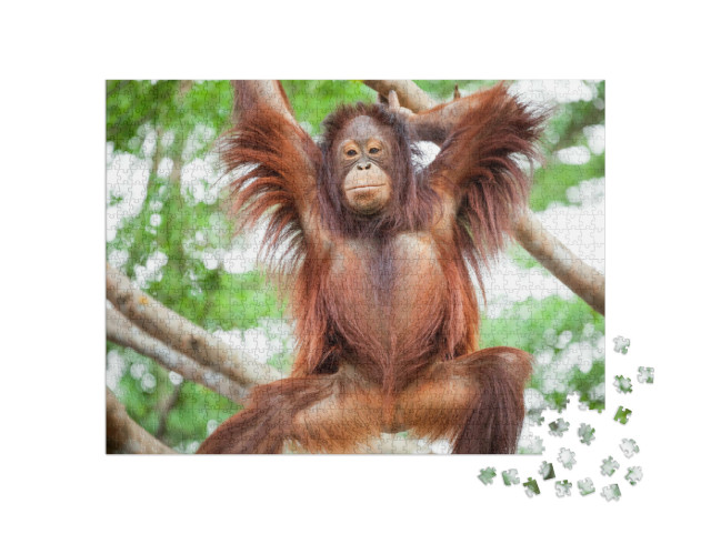 Puzzle 1000 Teile „Orang-Utan  “