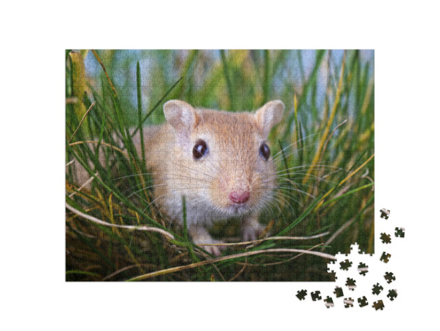 Puzzle 1000 Teile „Kleine Rennmaus im Gras“