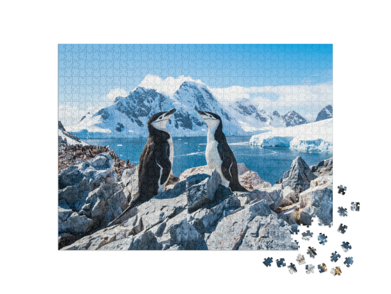 Puzzle 1000 Teile „Zügelpinguin, Antarktis, Januar 2019“