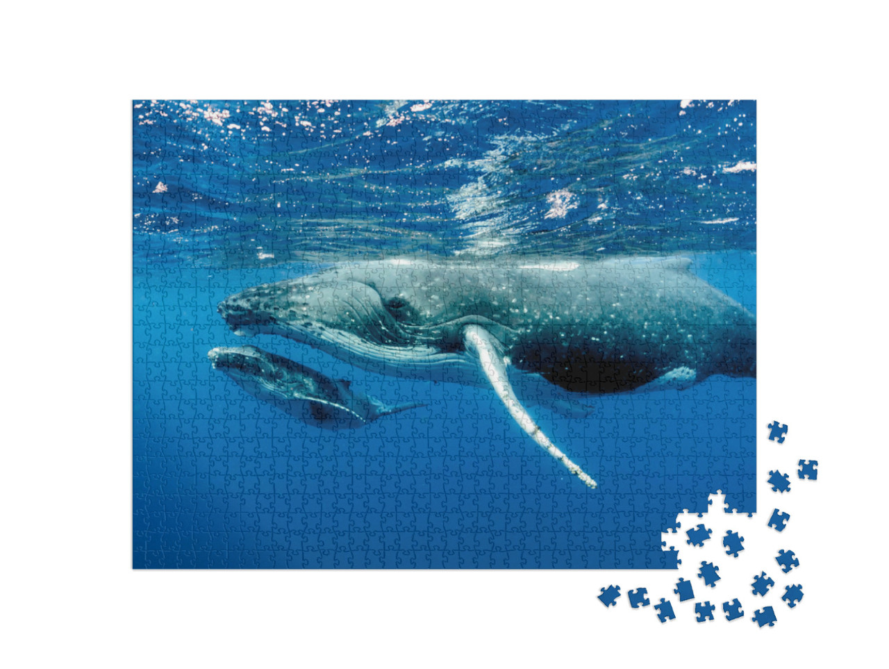 Puzzle 1000 Teile „Zwei Buckelwale unter der Wasseroberfläche im Pazifischer Ozean“