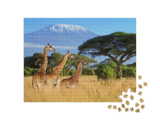 Puzzle 1000 Teile „Giraffen vor dem Kilimandscharo, Nationalpark von Kenia, Afrika“