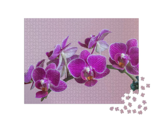 Puzzle 1000 Teile „Mottenorchidee als wunderschöne lila Orchidee“