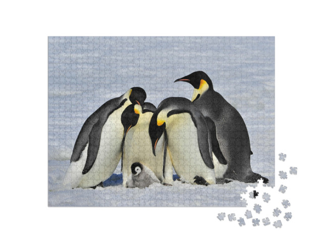 Puzzle 1000 Teile „Kaiserpinguine beschützen ein Küken“