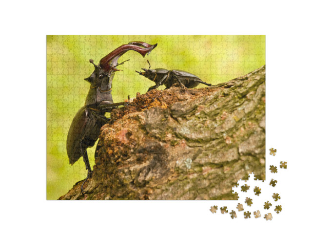 Puzzle 1000 Teile „Majestätischer männlicher Hirschkäfer mit kleinerem weiblichen Exemplar“
