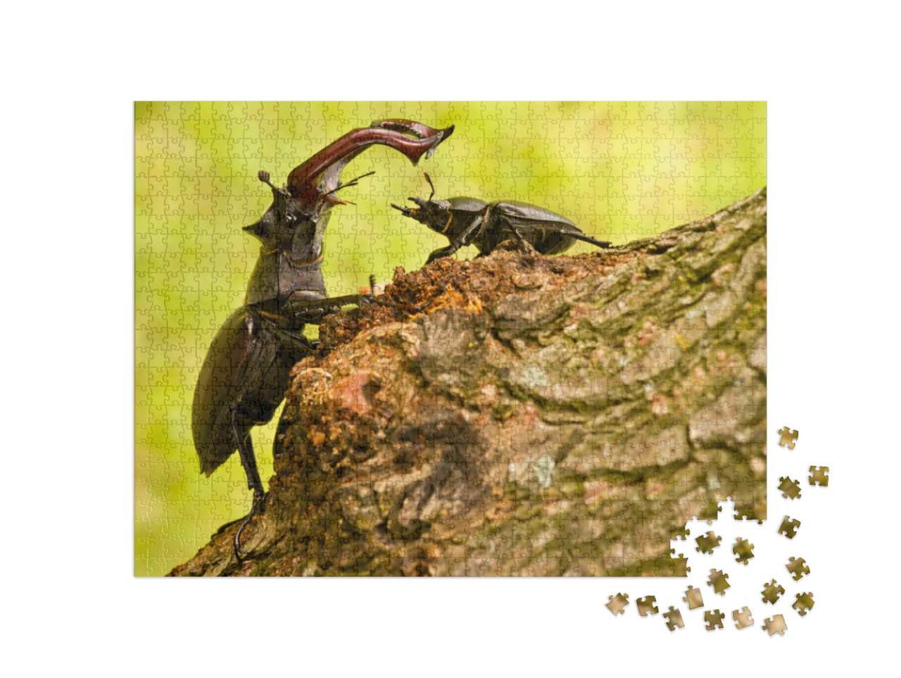 Puzzle 1000 Teile „Majestätischer männlicher Hirschkäfer mit kleinerem weiblichen Exemplar“