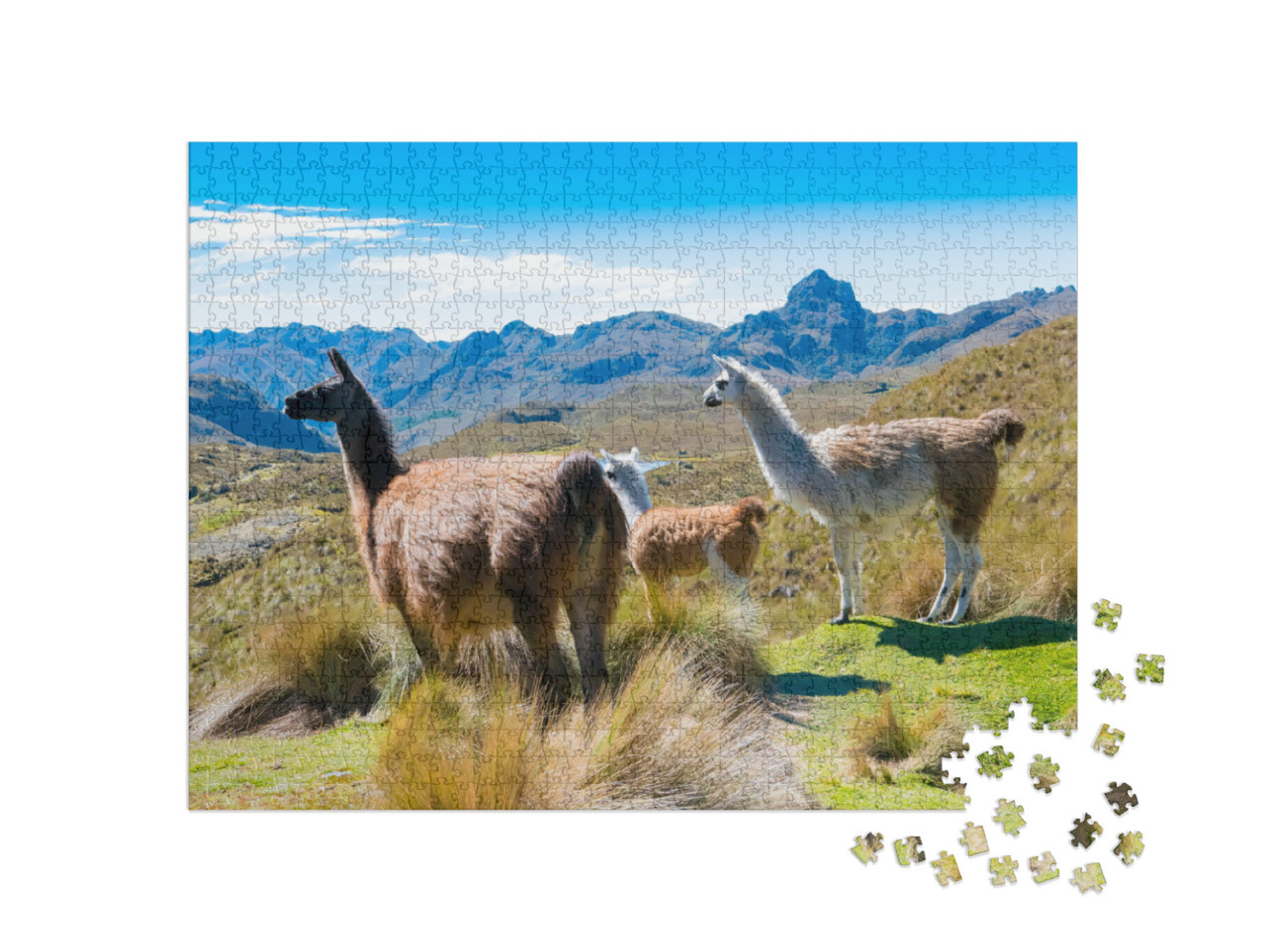 Puzzle 1000 Teile „Lamas im Cajas-Park Cuenca, Ecuador“