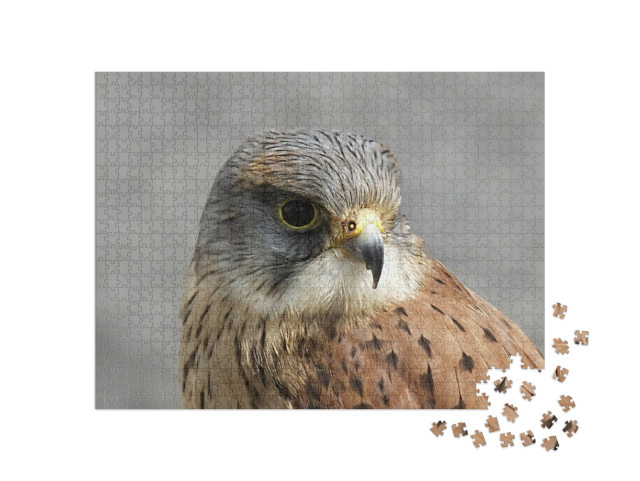 Puzzle 1000 Teile „Turmfalke am Wildgehege Co Antrim, Nordirland“