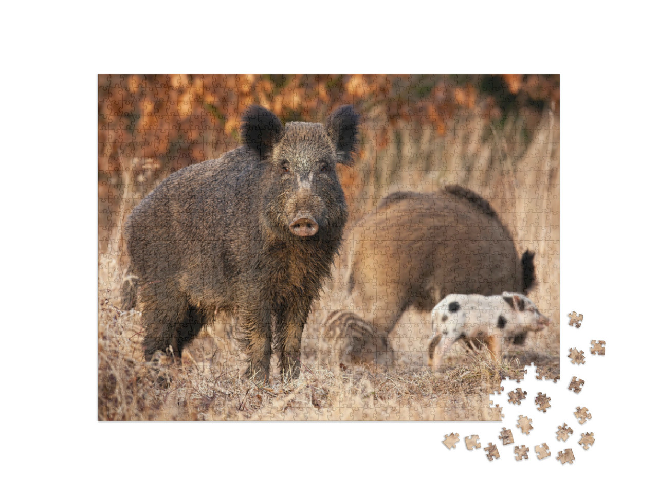Puzzle 1000 Teile „Wildschwein,  das seine jungen Frischlinge beschützt“