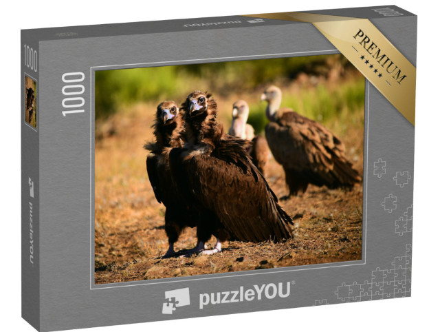 Puzzle 1000 Teile „Mönchsgeier in Spanien“