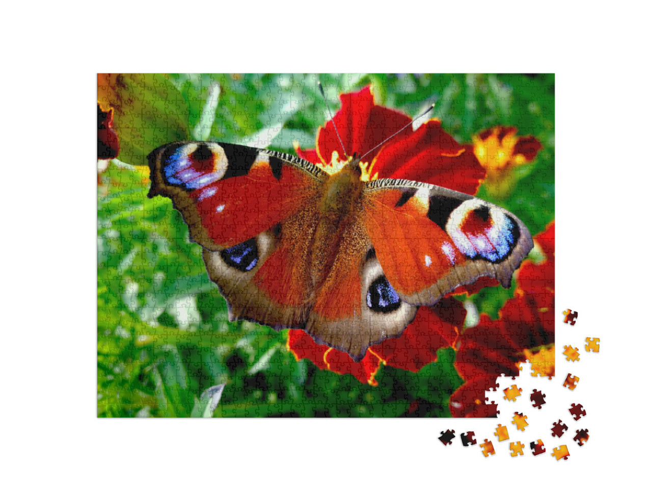 Puzzle 1000 Teile „Tagpfauenauge auf einer roten Blüte“