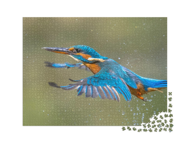 Puzzle 2000 Teile „Der Eisvogel fliegt nach dem Auftauchen aus dem Wasser“