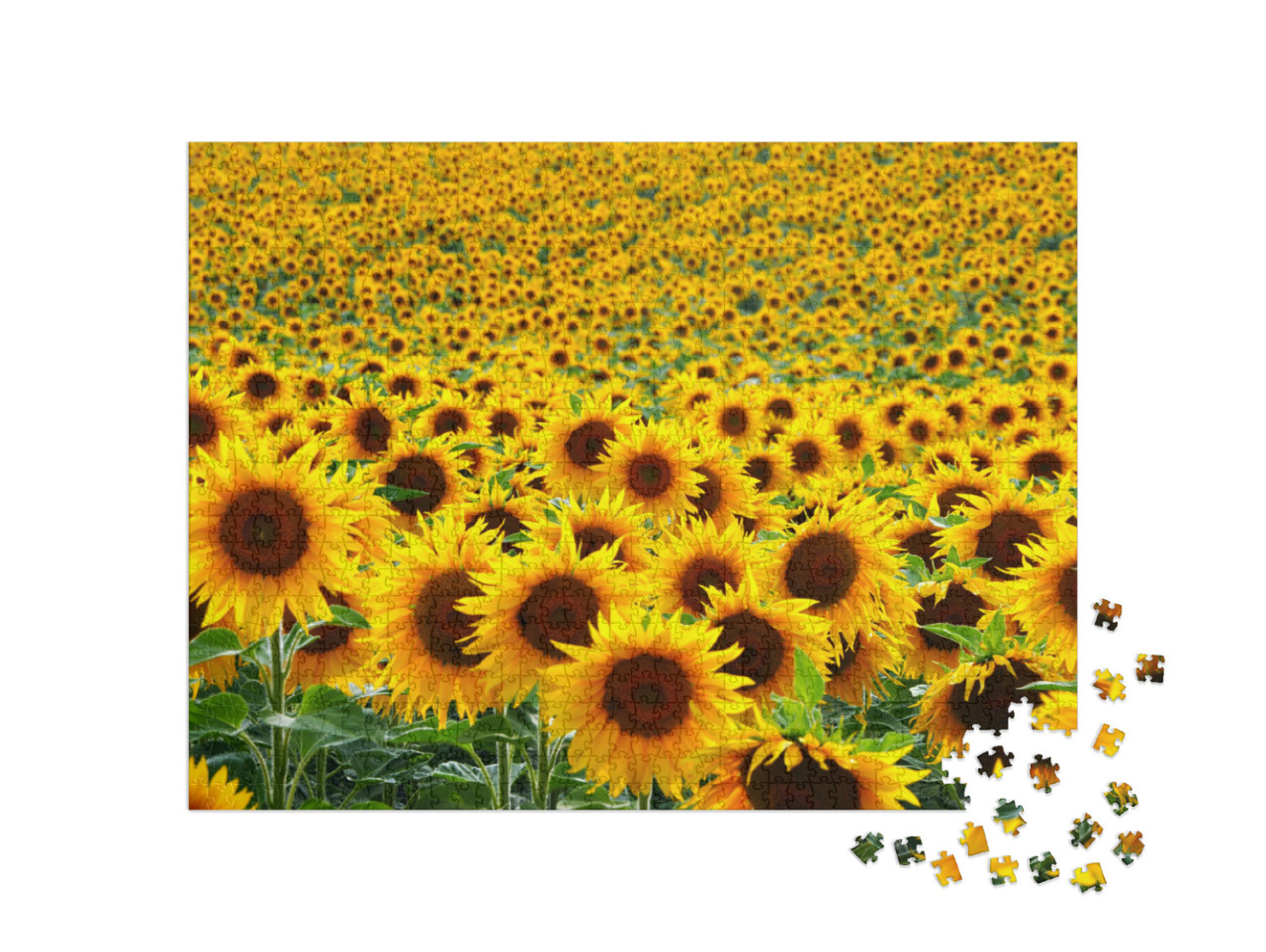 Puzzle 1000 Teile „Sonnenblumenfeld“