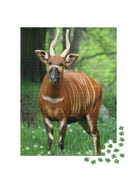 Puzzle 1000 Teile „Ein Bergbongo Weibchen“