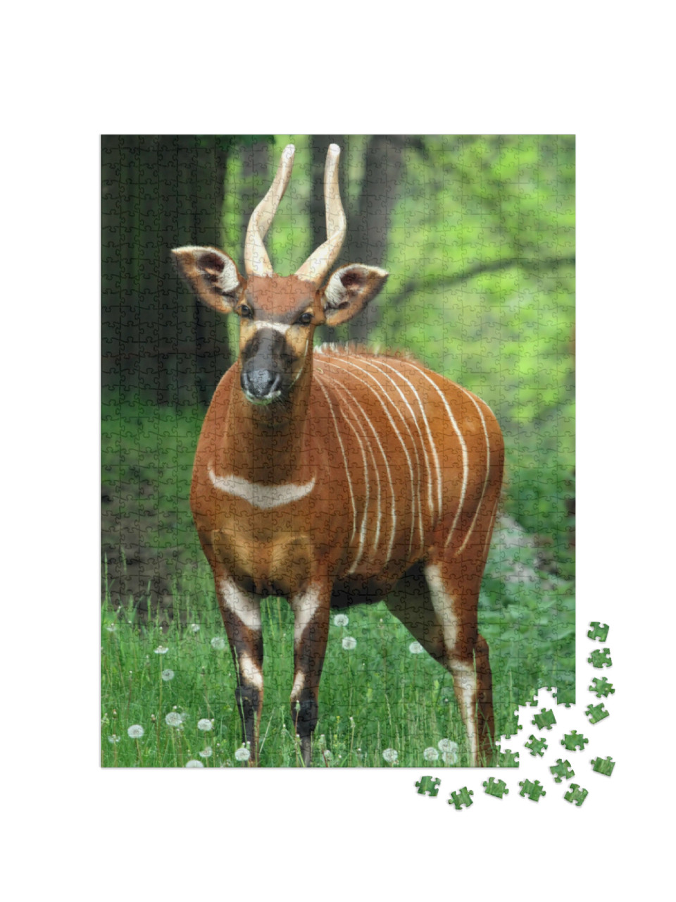 Puzzle 1000 Teile „Ein Bergbongo Weibchen“