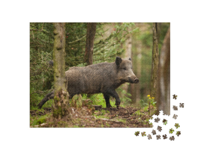 Puzzle 1000 Teile „Wildschwein in den Wäldern der Tschechischen Republik“