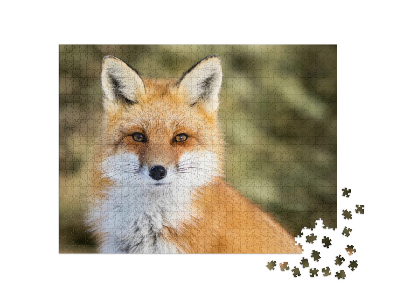 Puzzle 1000 Teile „Vulpes vulpes: Rotfuchs bei Schnee, Bokeh“