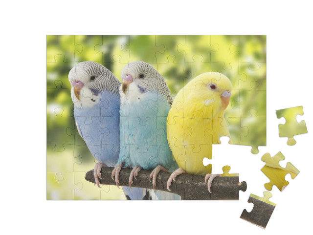 Puzzle 48 Teile „Drei Wellensittiche auf einem Ast“