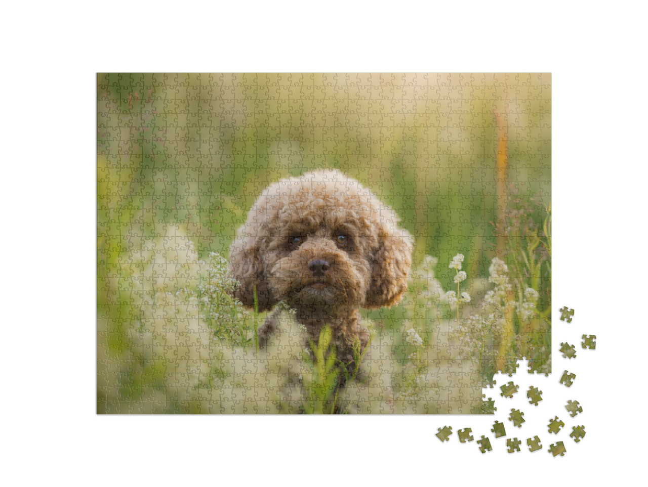 Puzzle 1000 Teile „Miniatur-Pudel in einer Sommerwiese“
